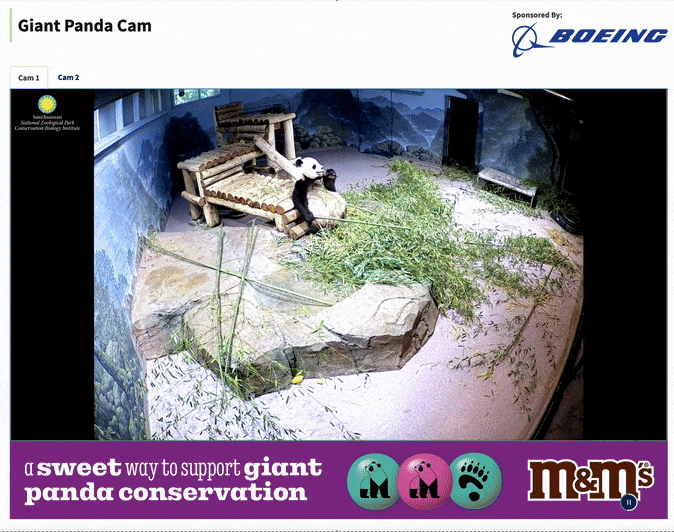 Watch the Panda Cam Live